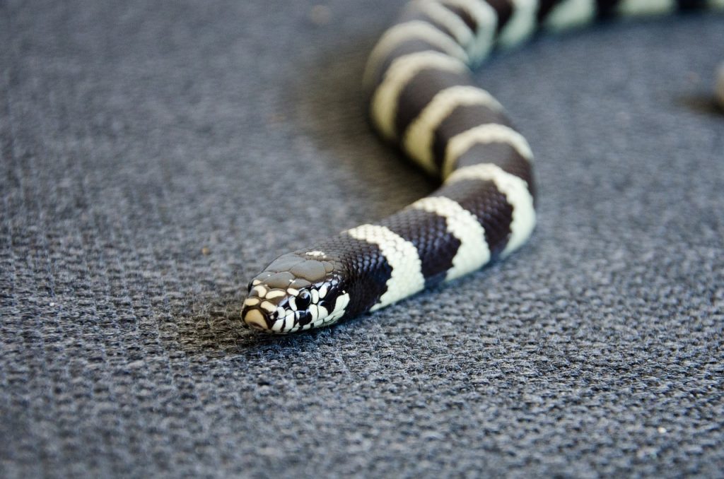 california-king-snake