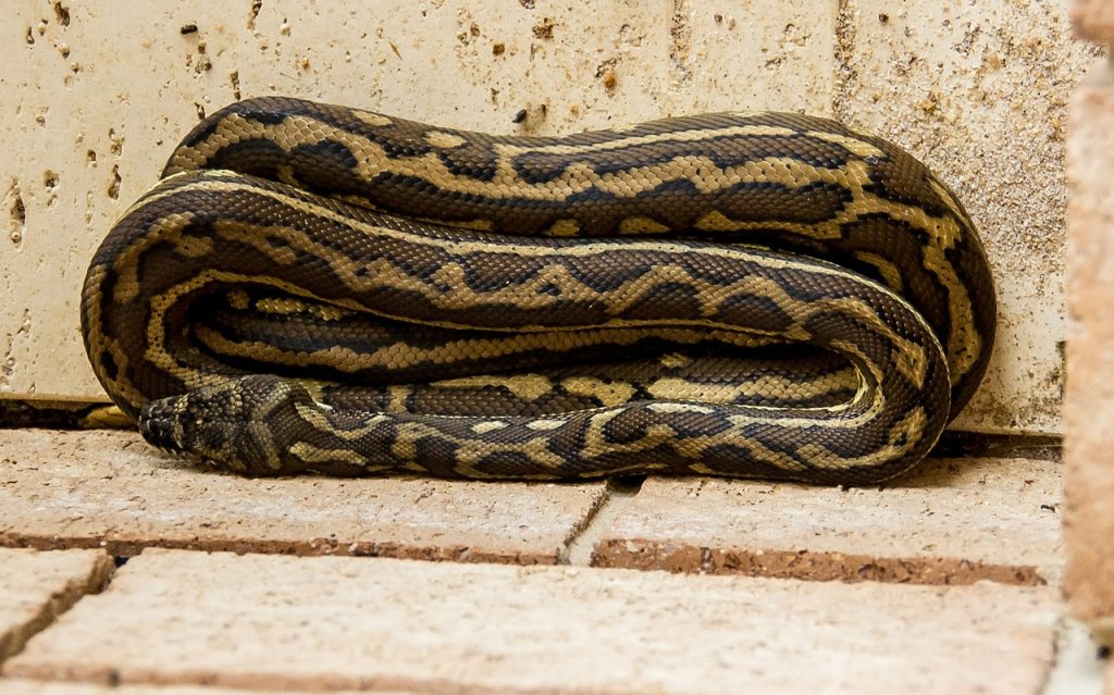 carpet-python