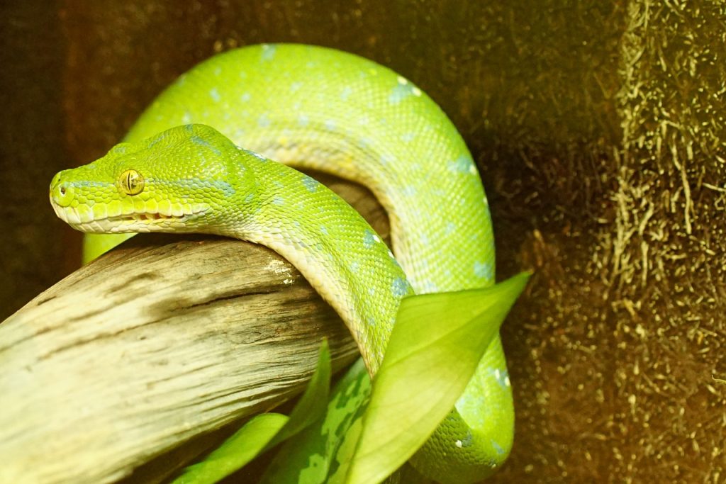 green-tree-python